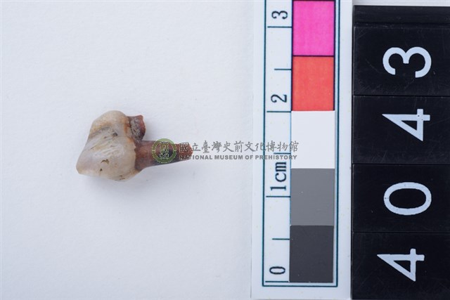 中型鹿左下顎第2前臼齒