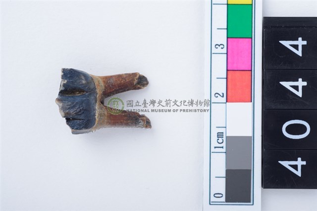 中型鹿左下顎第3前臼齒