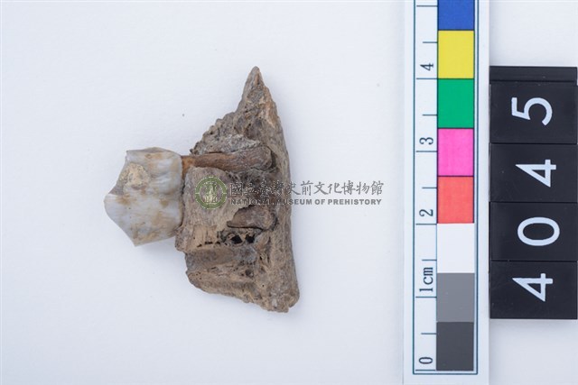 中型鹿左下顎第3前臼齒