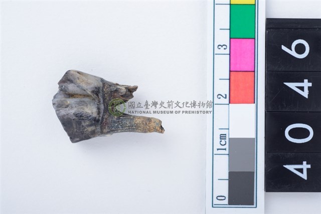 中型鹿左下顎第3前臼齒