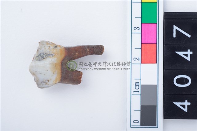 中型鹿左下顎第3前臼齒