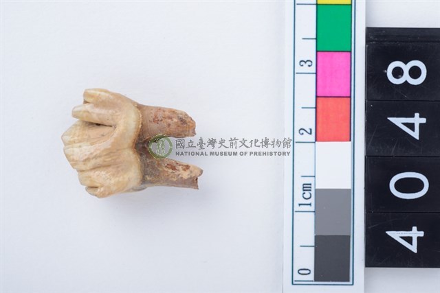 中型鹿左下顎第3前臼齒