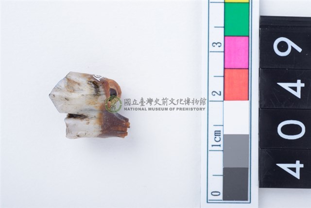 中型鹿左下顎第4前臼齒