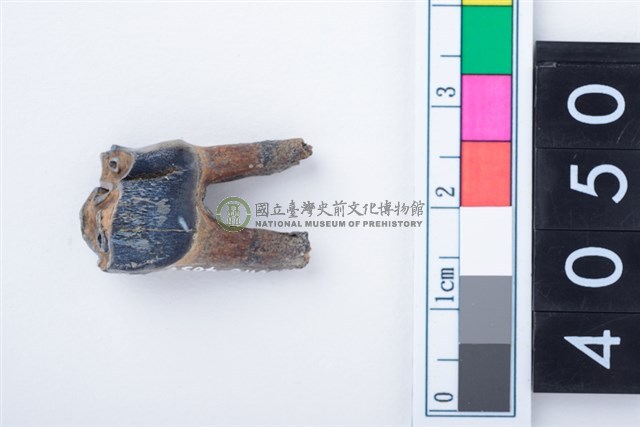 中型鹿左下顎第4前臼齒