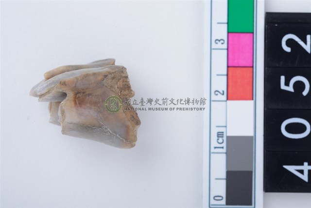 中型鹿右下顎第1前臼齒