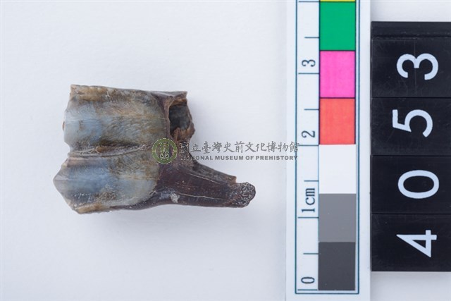 中型鹿右下顎第1或第2大臼齒