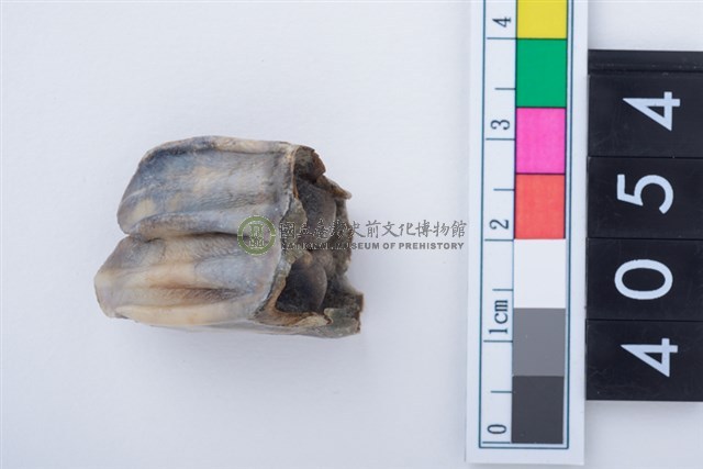 中型鹿右下顎第1或第2大臼齒