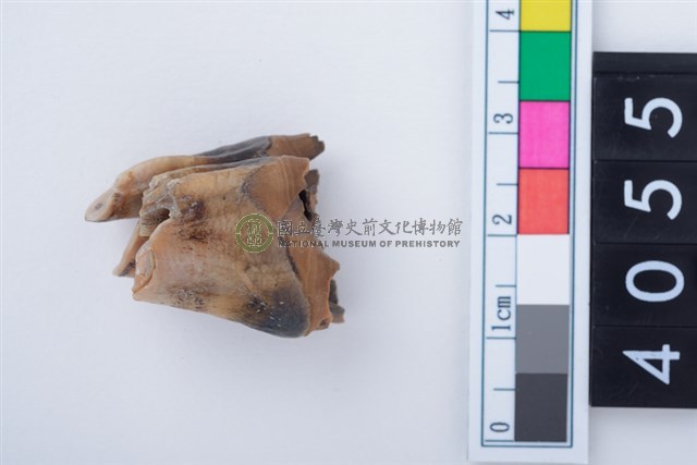 中型鹿右下顎第1或第2大臼齒