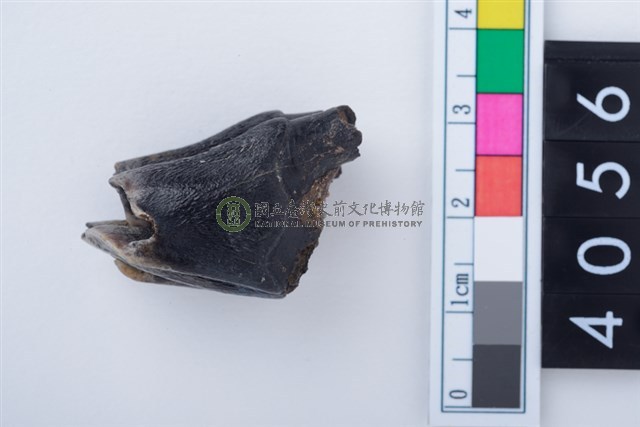 中型鹿右下顎第1或第2大臼齒