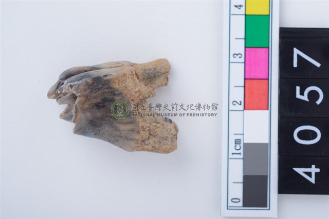 中型鹿右下顎第1或第2大臼齒