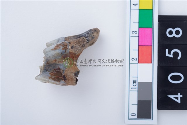 中型鹿右下顎第1或第2大臼齒