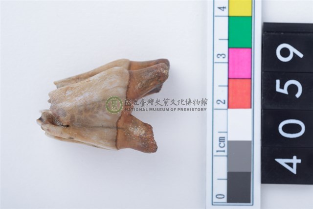 中型鹿右下顎第1或第2大臼齒
