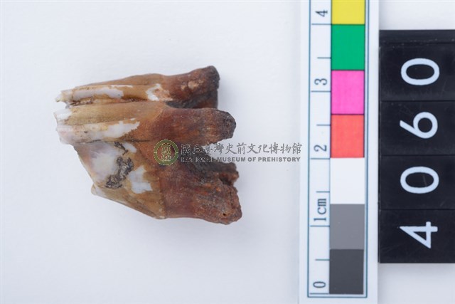 中型鹿右下顎第1或第2大臼齒