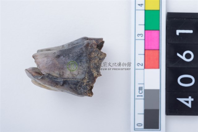 中型鹿右下顎第1或第2大臼齒