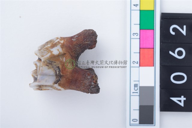 中型鹿右下顎第1或第2大臼齒