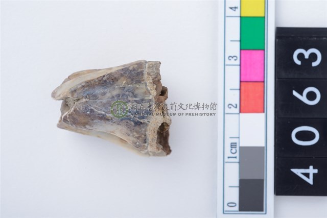 中型鹿右下顎第3大臼齒