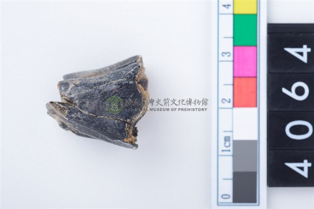 中型鹿右下顎大臼齒