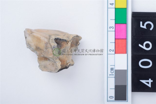 中型鹿右下顎大臼齒