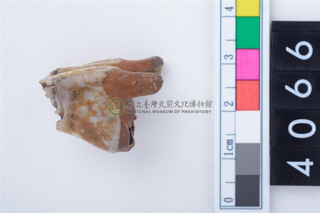 中型鹿右下顎大臼齒