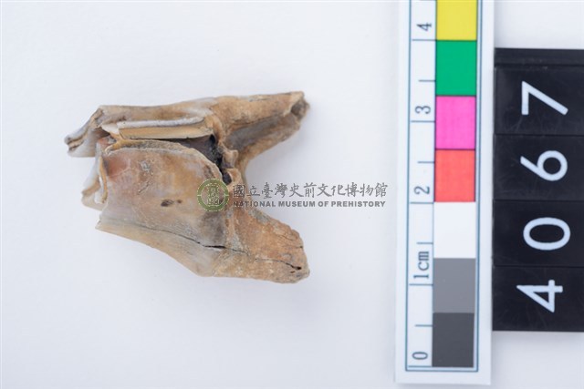 中型鹿右下顎大臼齒