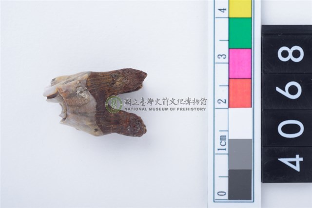 中型鹿右下顎第4乳前臼齒