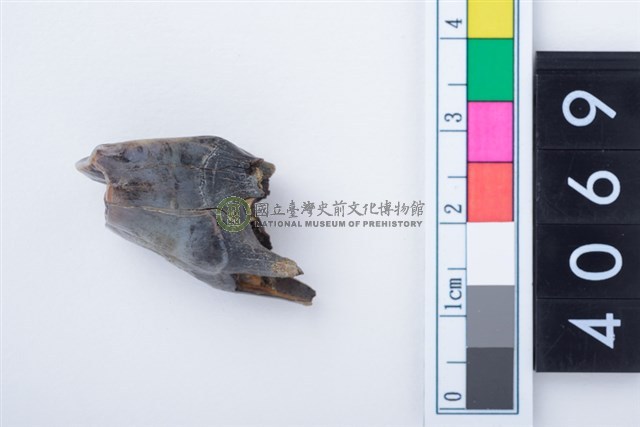 中型鹿右下顎第4乳前臼齒