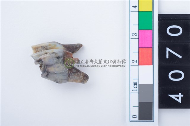 中型鹿右下顎第4乳前臼齒