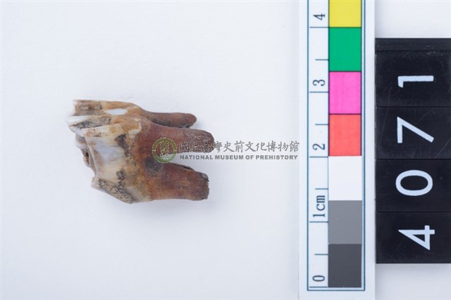 中型鹿右下顎第4乳前臼齒