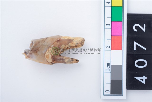 中型鹿右下顎第4乳前臼齒