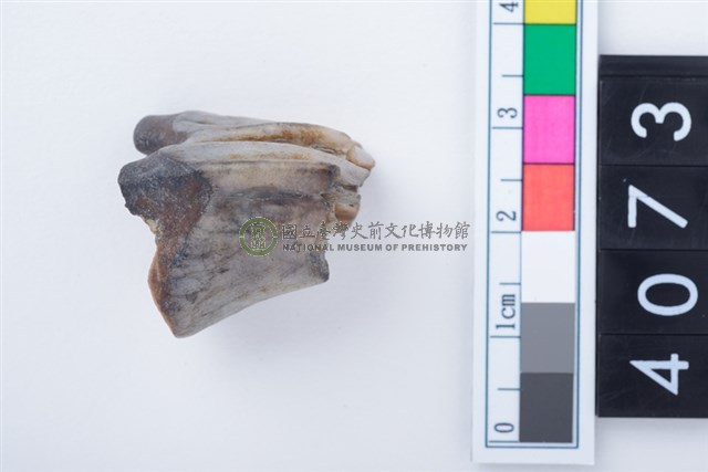 中型鹿左上顎第1或第2大臼齒