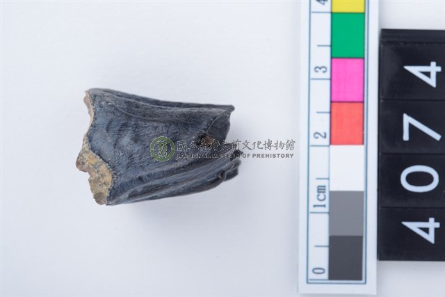 中型鹿左上顎第1或第2大臼齒