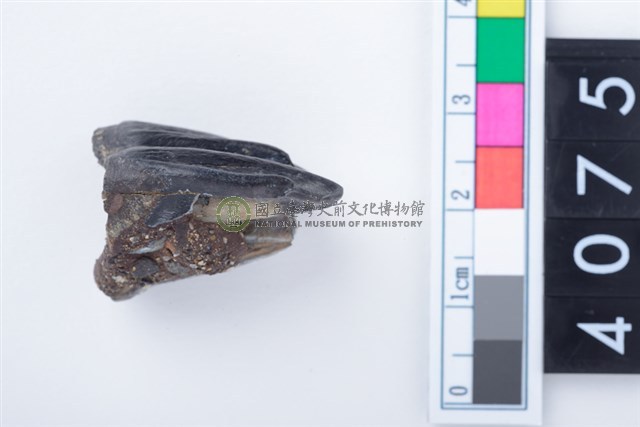 中型鹿左上顎第1或第2大臼齒