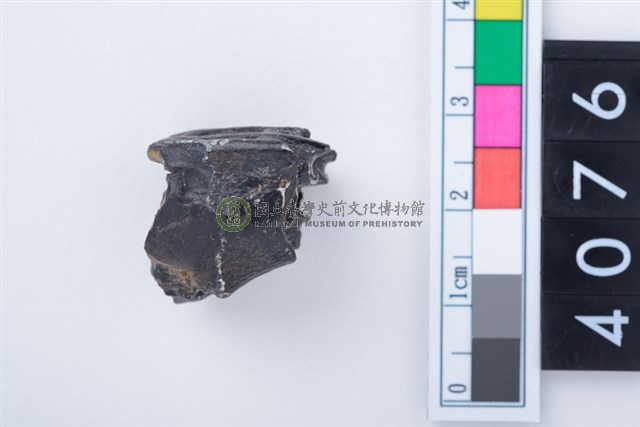 中型鹿左上顎第1或第2大臼齒