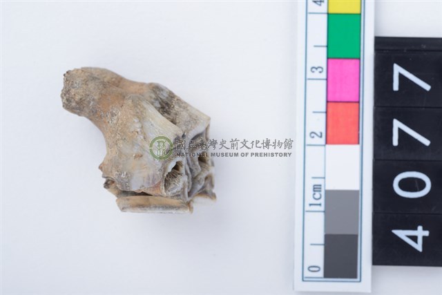 中型鹿左上顎第1或第2大臼齒