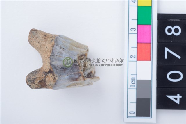 中型鹿左上顎第1或第2大臼齒