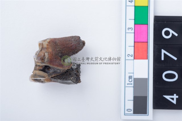 中型鹿左上顎第1或第2大臼齒