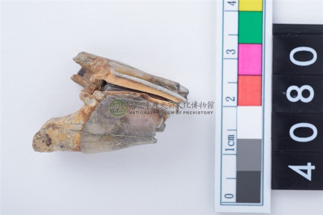 中型鹿左上顎第1或第2大臼齒