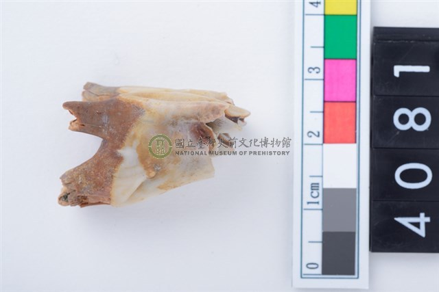 中型鹿左上顎第1或第2大臼齒