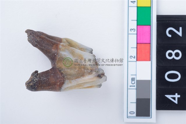 中型鹿左上顎第1或第2大臼齒