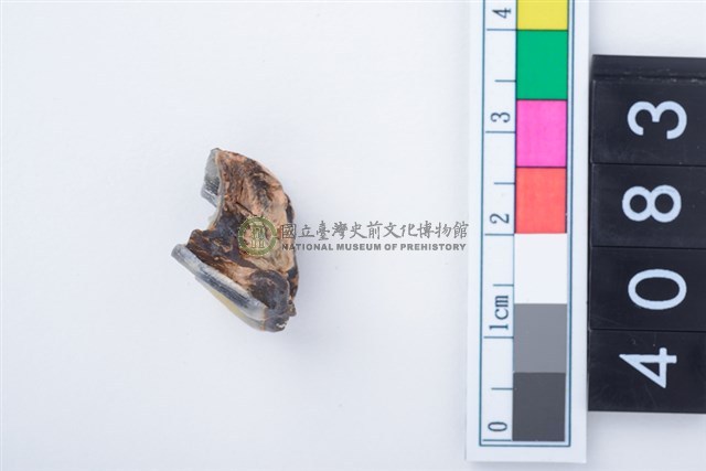 中型鹿左上顎第1或第2大臼齒