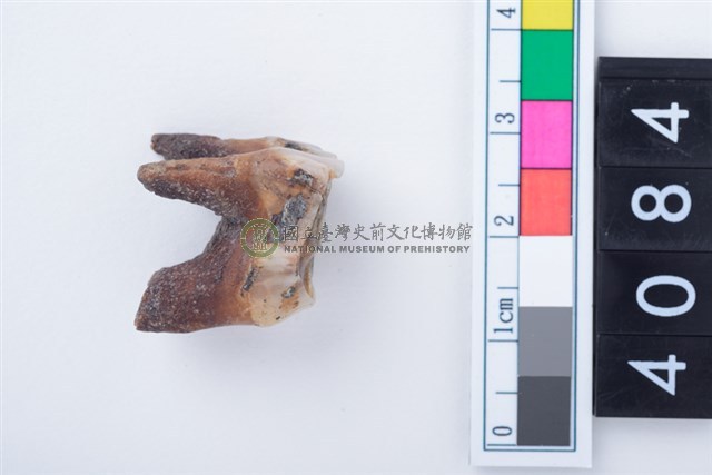 中型鹿左上顎第1或第3大臼齒