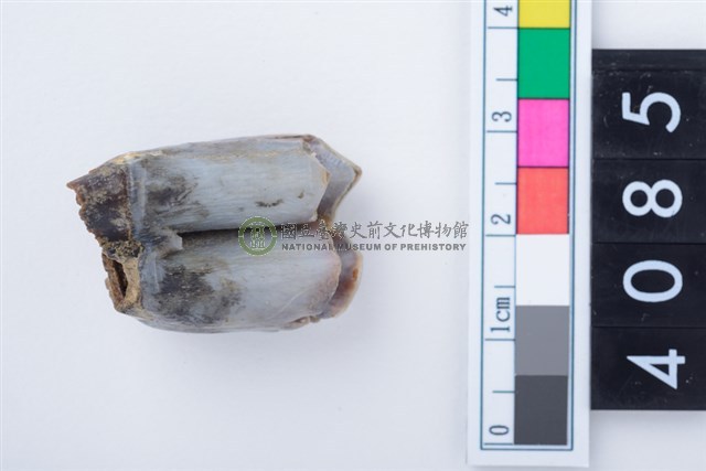 中型鹿左上顎第3大臼齒