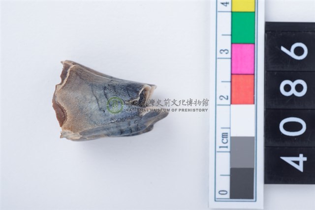 中型鹿左上顎第3大臼齒