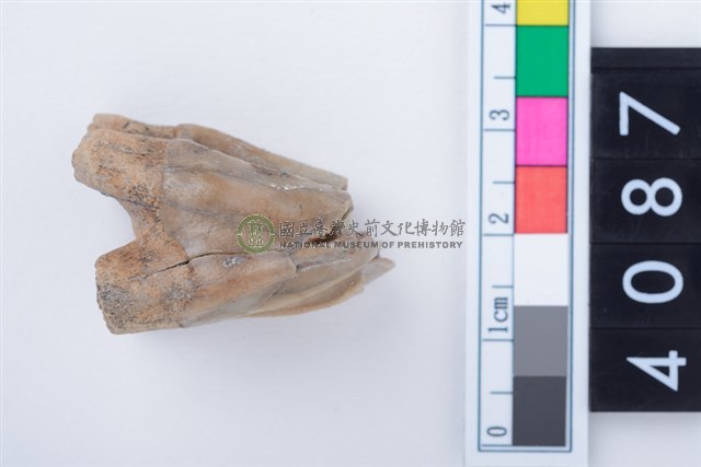 中型鹿左上顎第3大臼齒