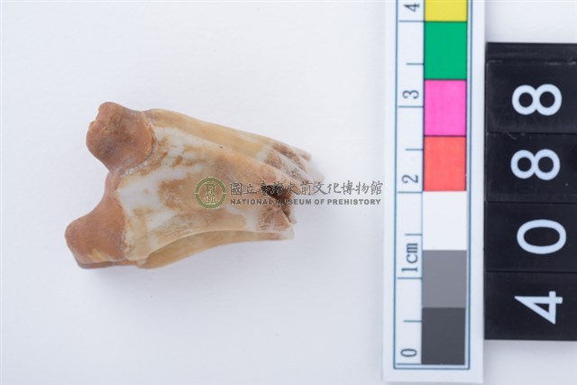 中型鹿左上顎第3大臼齒