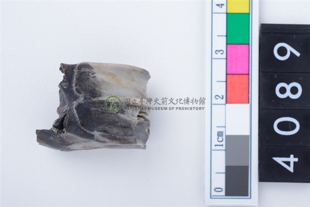 中型鹿左上顎大臼齒