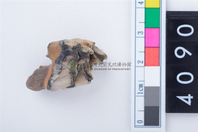 中型鹿左上顎大臼齒