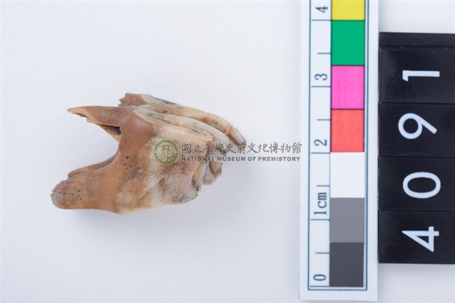 中型鹿左上顎大臼齒