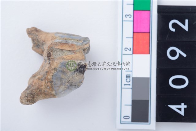 中型鹿左上顎大臼齒