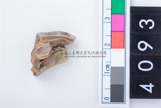 中型鹿左上顎大臼齒